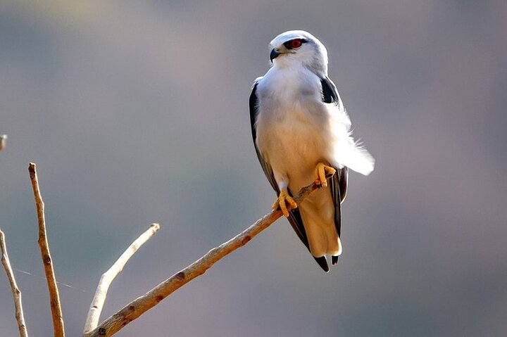 Ranthambore Wildlife Safari Day Trip from Jaipur