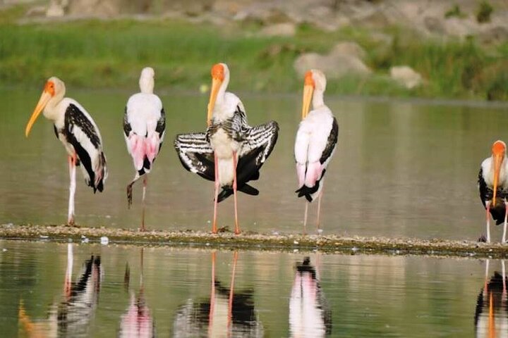 Ranthambore Wildlife Safari Day Trip from Jaipur
