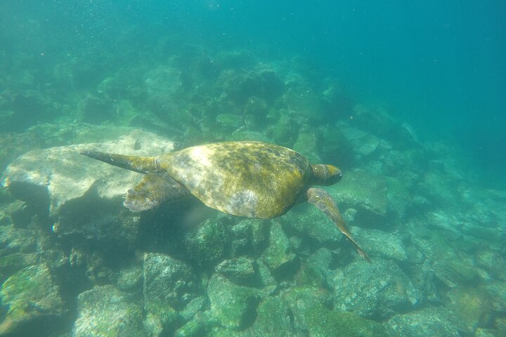 Tour to Tuneles & Cabo Rosa (Isabela Island)