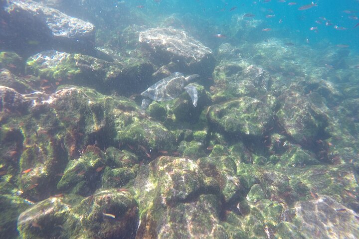 Tour to Tuneles & Cabo Rosa (Isabela Island)