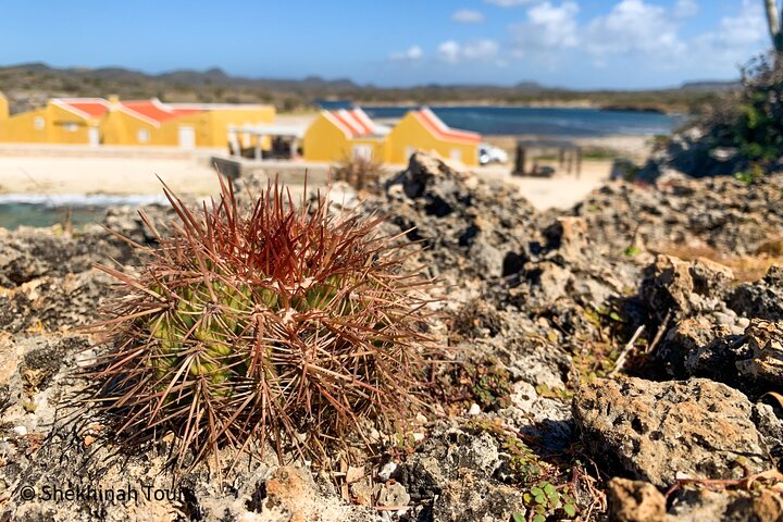 Washington Park Tour with Local Guide on Bonaire