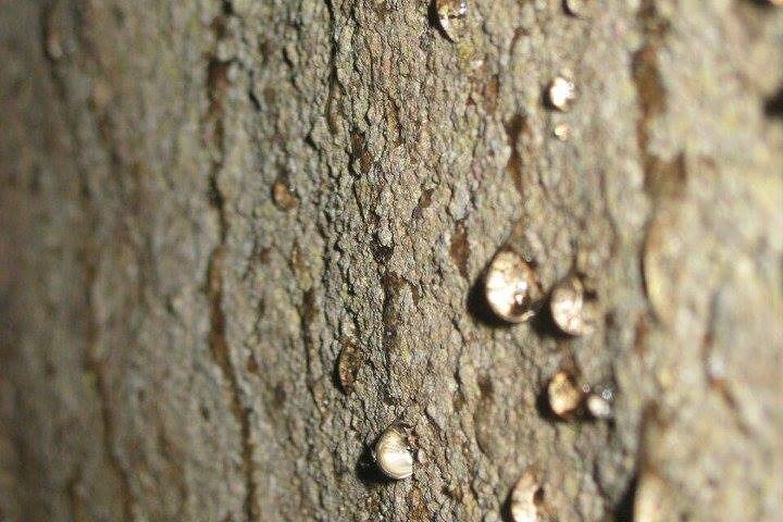 Cave Of The Tayos | Speleology | Mysterious Caverns | Light Wells | Puyo