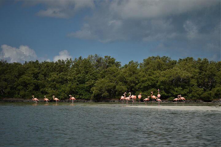 Boat Tour of Three Islands in Holbox with Transportation