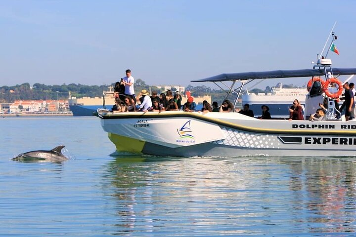 Observation of Dolphins in Setúbal