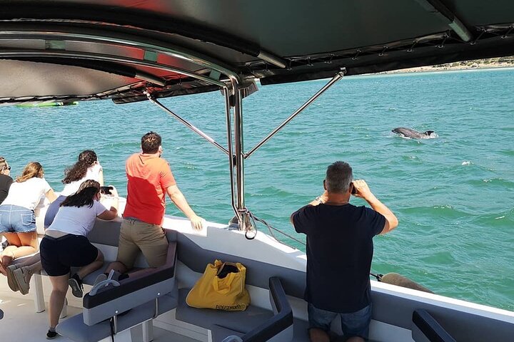 Observation of Dolphins in Setúbal