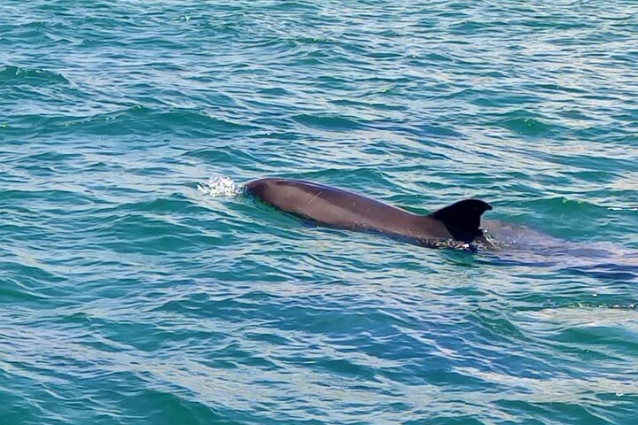 Observation of Dolphins in Setúbal