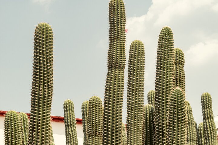 San Luis Potosi to Mexico City - Private Transfer with Optional Sightseeing