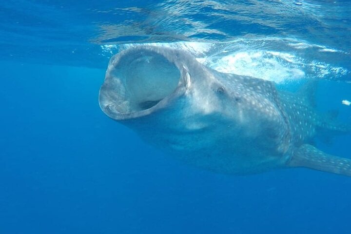 Whale Shark Adventure in Isla Mujeres and Cancun