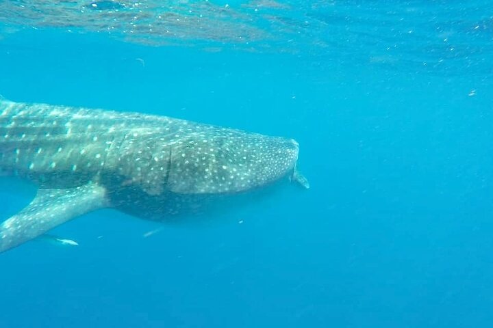 Whale Shark Adventure in Isla Mujeres and Cancun