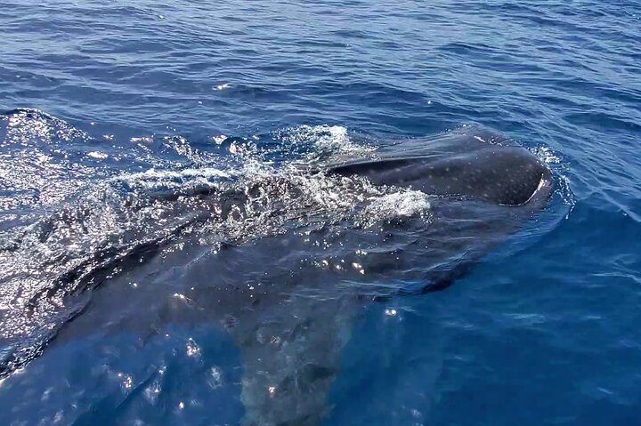 Whale Shark Adventure in Isla Mujeres and Cancun