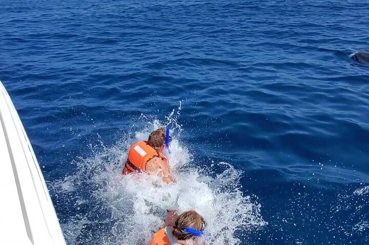 Whale Shark Adventure in Isla Mujeres and Cancun