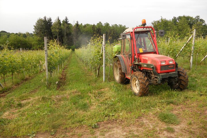 Visit and tasting of 4 D.O.C.wines Fontechiara