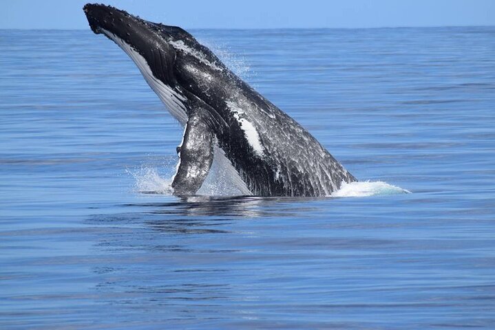 Whale Watching Busselton