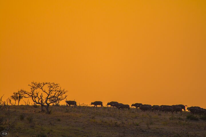 iSimangaliso Sunset Game Drive
