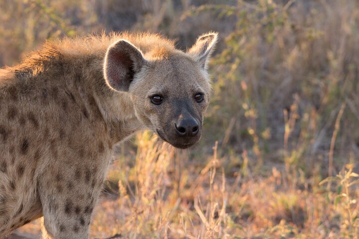 iSimangaliso Sunset Game Drive