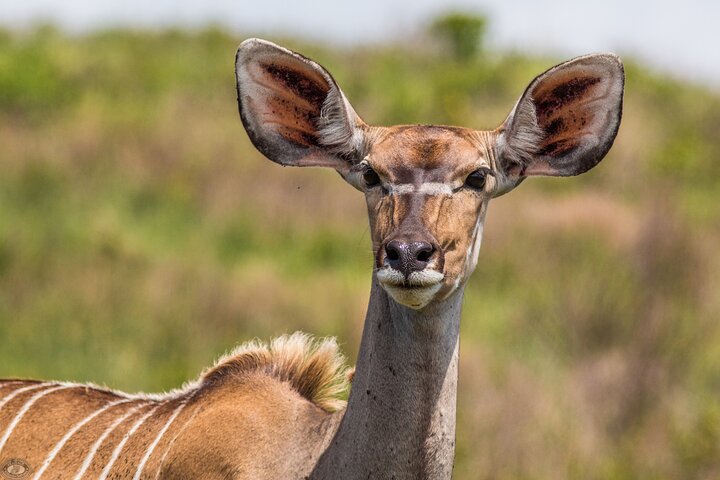 iSimangaliso Sunset Game Drive