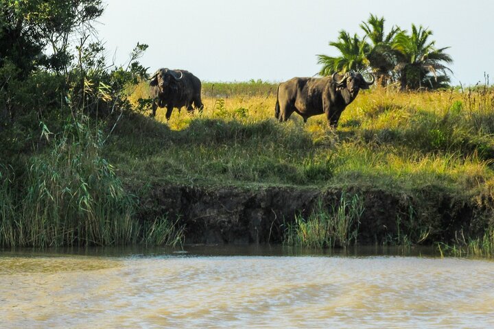 Hippo and Croc Boat Cruise in Saint Lucia with collection