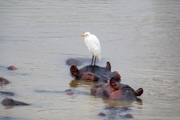 Hippo and Croc Boat Cruise in Saint Lucia with collection
