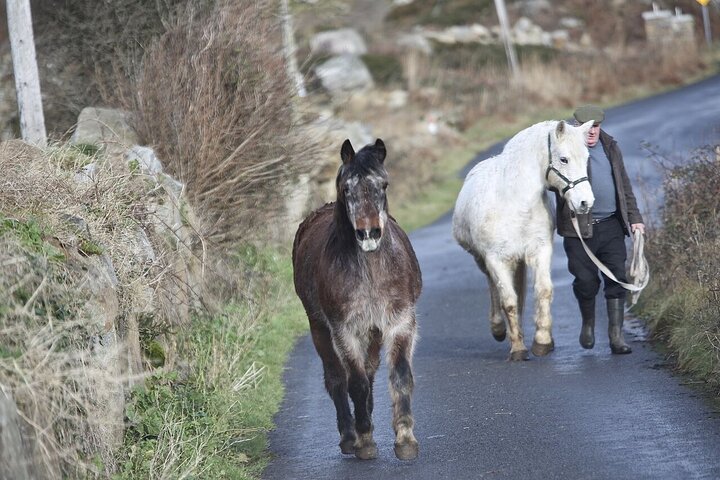 From Galway: Guided tour of Connemara with 3 hour stop at Connemara National Pk.