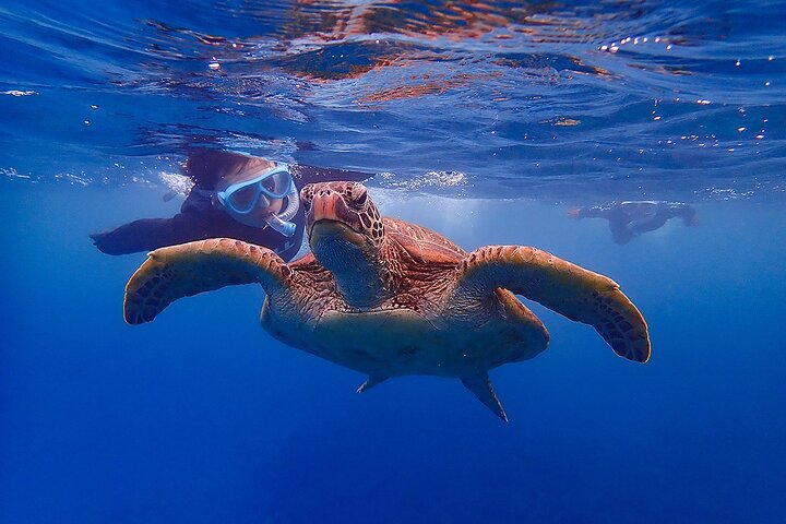 Snorkeling Tour to Swim with Sea Turtles at Yakushima Island
