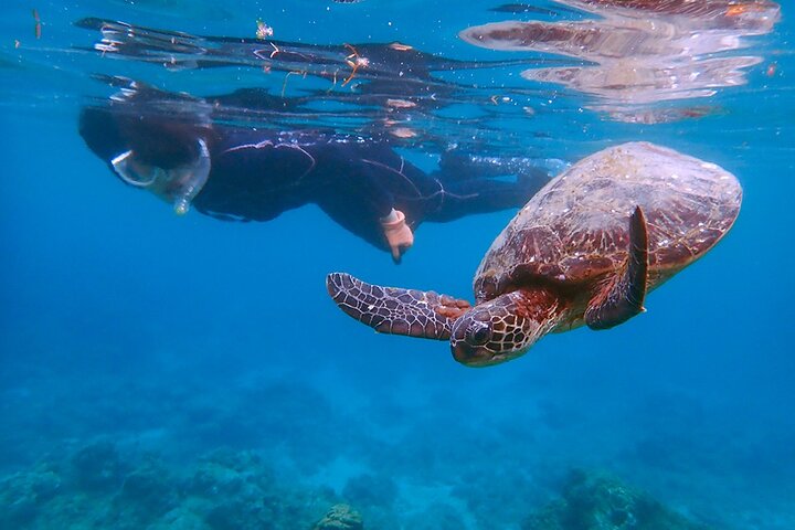 Snorkeling Tour to Swim with Sea Turtles at Yakushima Island