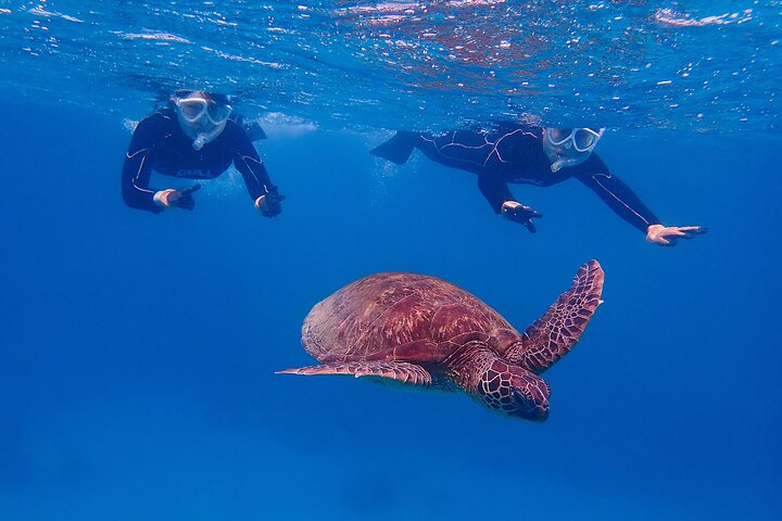 Snorkeling Tour to Swim with Sea Turtles at Yakushima Island