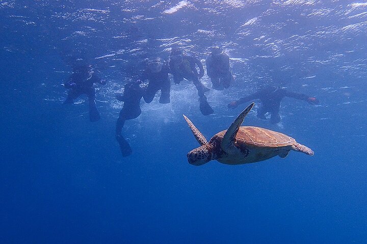 Snorkeling Tour to Swim with Sea Turtles at Yakushima Island