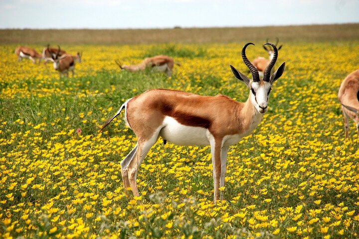 3 DAYS ETOSHA WILDLIFE SAFARI- Namibia (Camping)