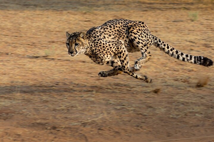 3 DAYS ETOSHA WILDLIFE SAFARI- Namibia (Camping)
