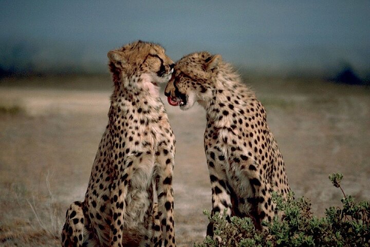 3 DAYS ETOSHA WILDLIFE SAFARI- Namibia (Camping)