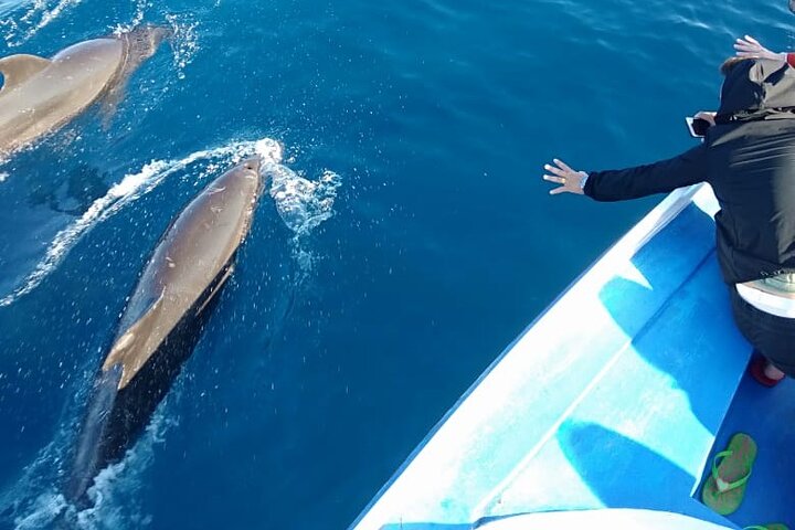 Watching dolphins on Bunaken Island, snorkeling, including lunch