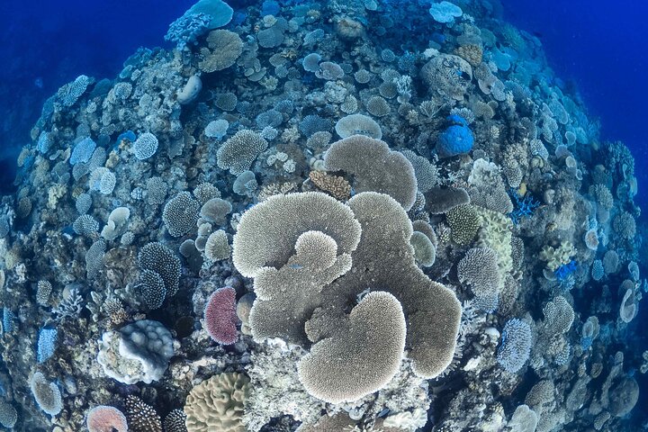 Outer Reef Mackay Cay Sail & Snorkel Adventure from Port Douglas