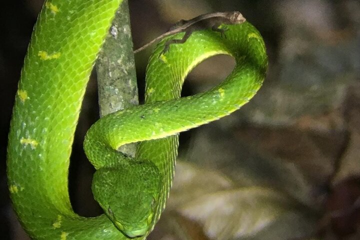 Monteverde Cloud Forest Night Wildlife Experience