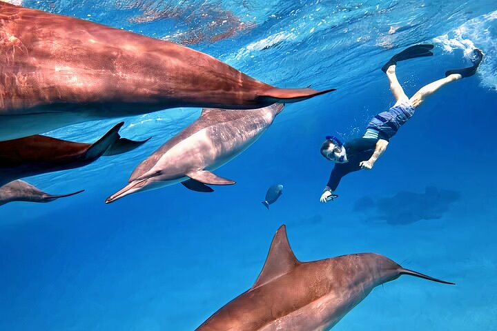 Sataya Dolphin House Snorkel Trip - Marsa Alam