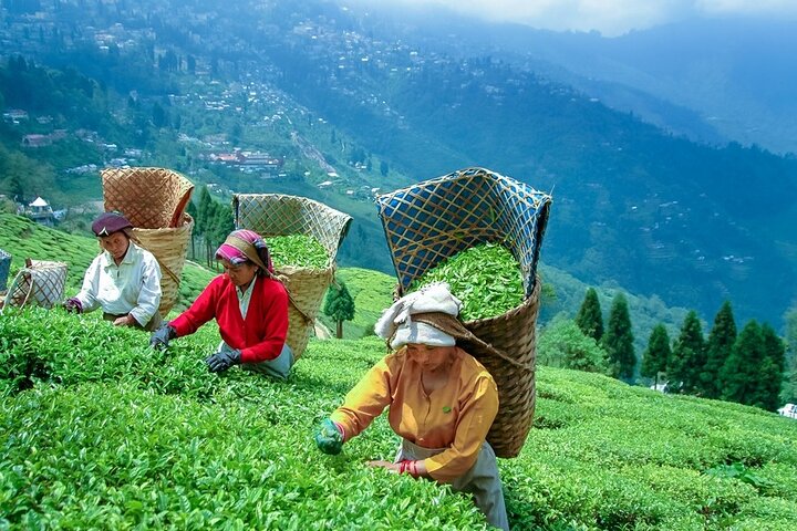 5-Day Private Tour of Gangtok and Darjeeling