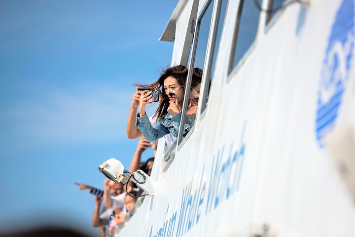 City Cruises Boston Whale Watching Cruise by High-Speed Boat