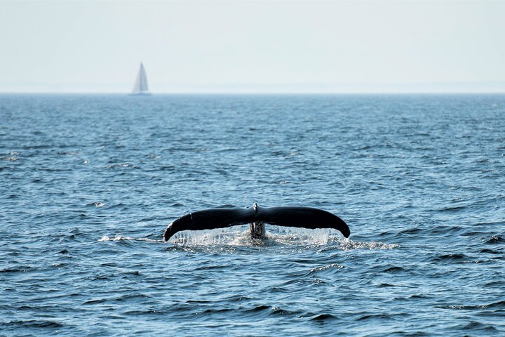 City Cruises Boston Whale Watching Cruise by High-Speed Boat