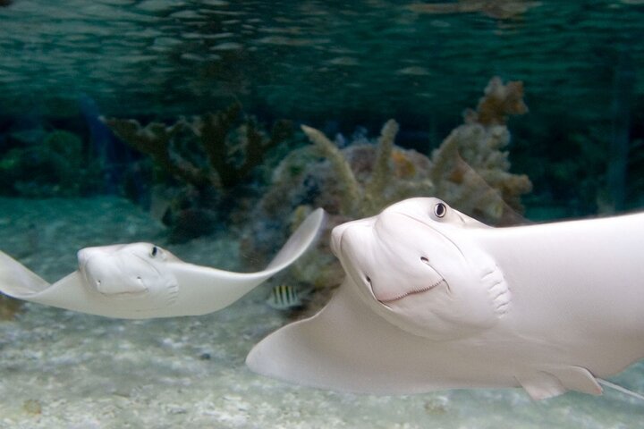 SEA LIFE New Jersey Admission Tickets at American Dream
