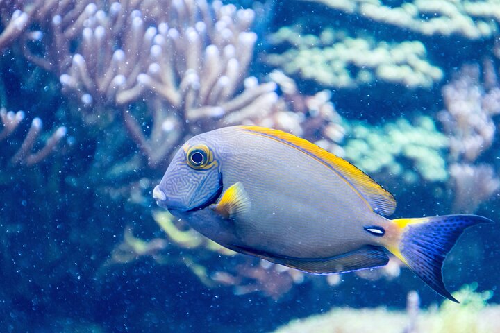 SEA LIFE New Jersey Admission Tickets at American Dream