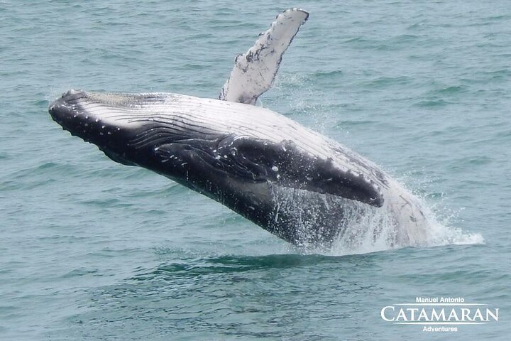 Catamaran Ocean King Manuel Antonio
