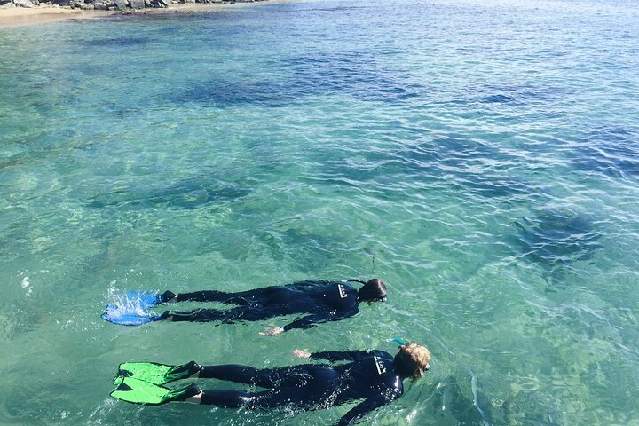 Port Phillip Bay Snorkeling with Sea Dragons