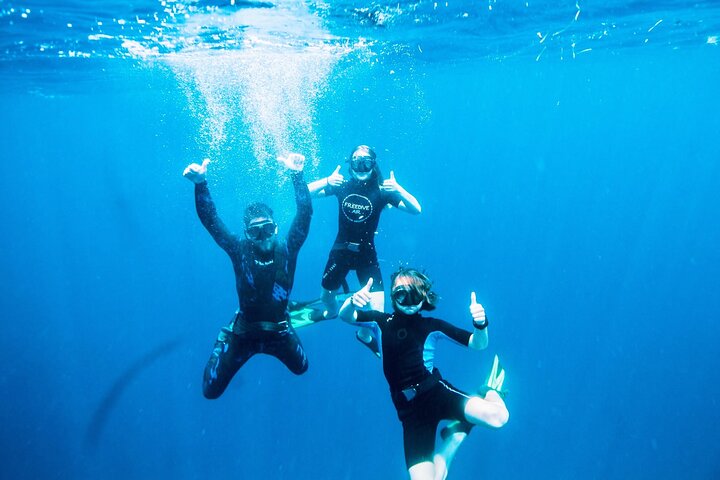 Port Phillip Bay Snorkeling with Sea Dragons