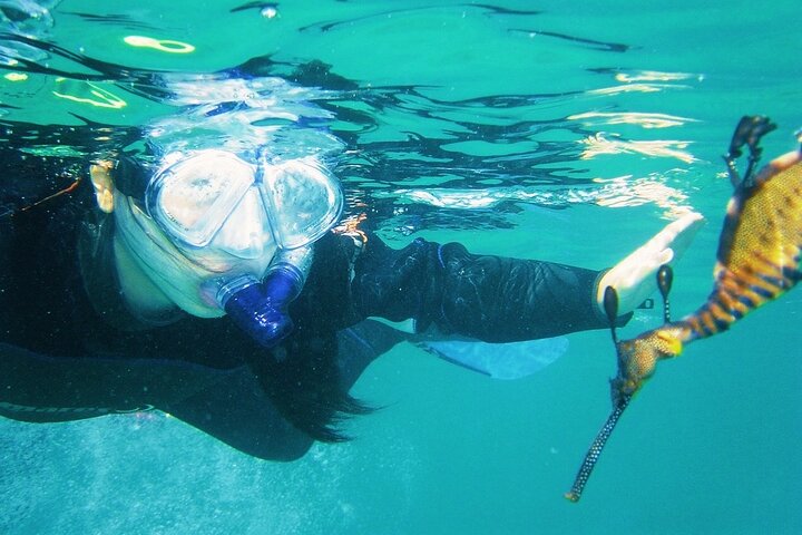 Port Phillip Bay Snorkeling with Sea Dragons