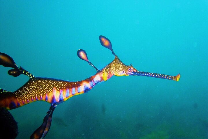 Port Phillip Bay Snorkeling with Sea Dragons