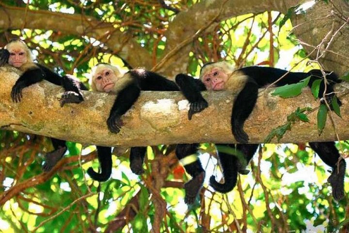 Monkey Mangrove tour