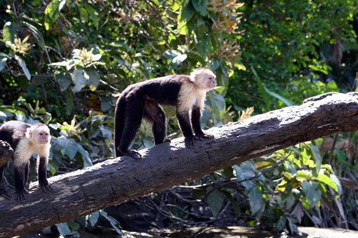 Monkey Mangrove tour