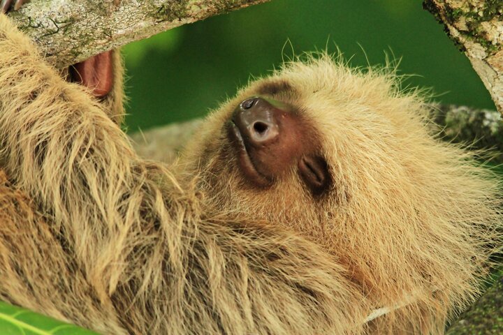 Manuel Antonio National Park Guided Tour with ticket option