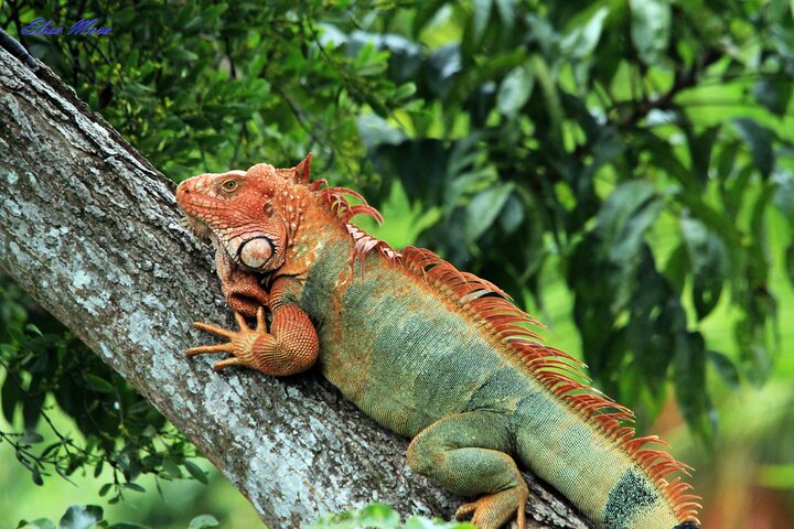 Manuel Antonio National Park Guided Tour with ticket option