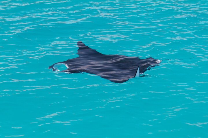 Snubfin Dolphin Eco Cruise from Broome