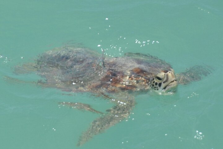 Snubfin Dolphin Eco Cruise from Broome